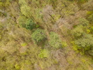 Coniferous forest in the spring. Aerial drone view.