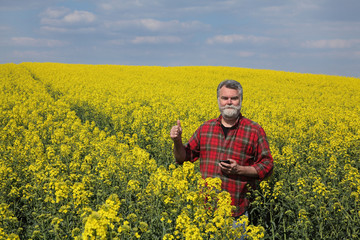 Farmer or agronomist  inspecting quality of canola plants in field andgesturing with thumb up, oil...