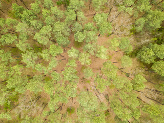 Coniferous forest in the spring. Aerial drone view.