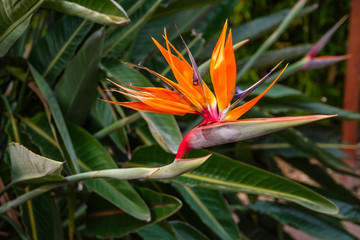 Fototapeta na wymiar Close-up of Strelitzia flower (Bird of paradise)