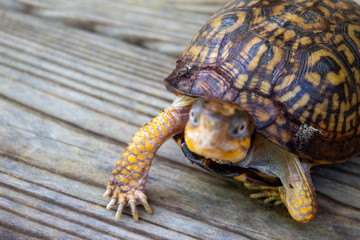 Box turtle on the ground