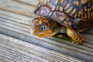close up of a tortoise