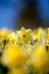 daffodils in spring against blue sky