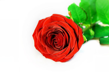 Red rose flower on the white background closeup isolated. Nice greeting card for Happy Mother's Day or Sant Valentine's Day.