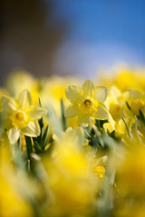 Spring flowers © KruegerWright