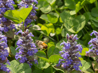 ape in arrivo su di un fiore viola per la raccolta del polline
