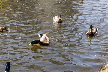 Ducks swim in the lakes in the park in sunny weather.