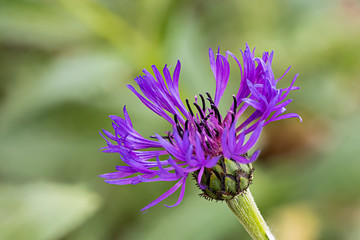 Staude im Garten mit lilafarbenen Bl&uuml;ten - Flockenblume (Centaurea) - Makro der Bl&uuml;te