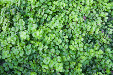 Texture of small green leaves of a plant in the garden