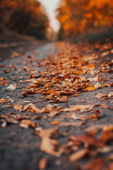 autumn leaves on the water