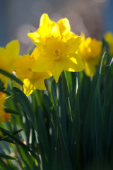 spring daffodils blooming