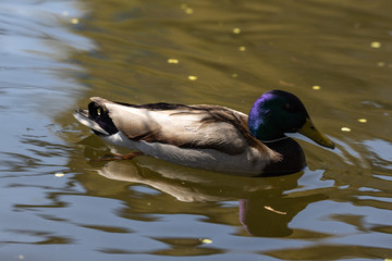Close-up. Duck in the city lake.
