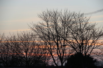 sunset and trees