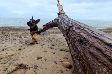horse on the beach