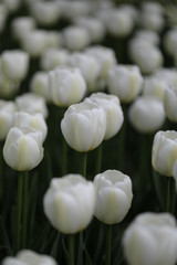 close up of white tulips