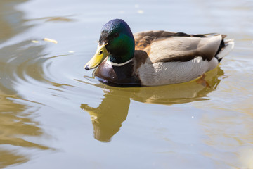Close-up. Duck in the city lake.