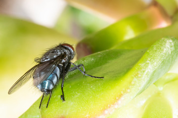 Common house fly in habitable environments located in an open  open. With the arrival of spring...