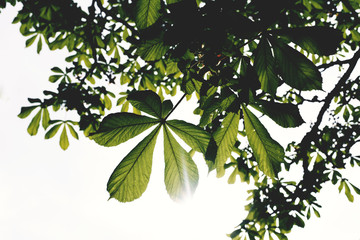Fototapeta na wymiar green leaves on a branch 