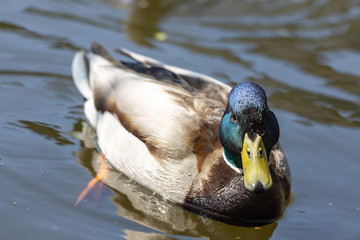 Close-up. Duck in the city lake.