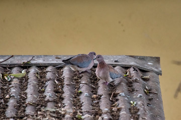 Laughing dove photographed in South Africa. Picture made in 2019.