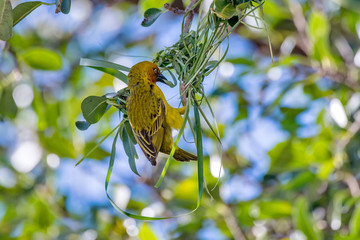 Cape weaver  photographed in South Africa. Picture made in 2019.