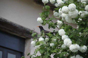 White snow balls viburnum tree and black bird
