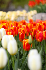 colorful tulip landscaping