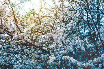 Spring diffuse background with  branches of blooming sakura. Ray of light