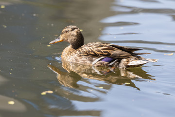 Close-up. Duck in the city lake.
