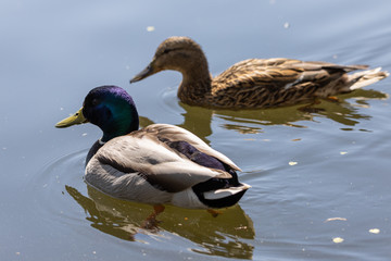 Ducks swim in the lakes in the park in sunny weather.