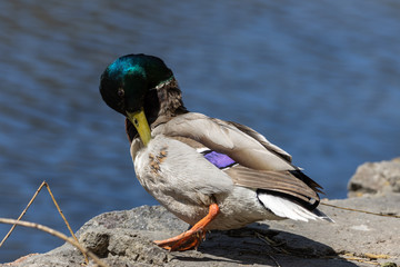 Close-up. Duck itches on the shore of the pond.