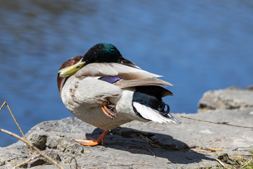 Close-up. Duck itches on the shore of the pond.
