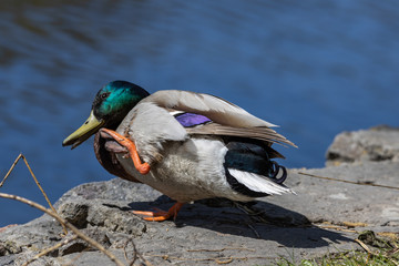 Close-up. Duck itches on the shore of the pond.