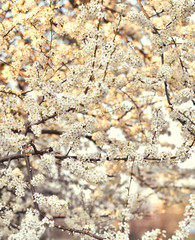 spring white flowers blossomed on a branch, fruit tree