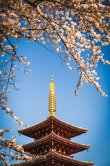 pagoda and cherry blossoms