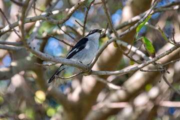 Ethiopian boubou photographed in South Africa. Picture made in 2019.