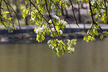 White flowers of a tree on a spring lake background.