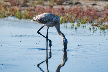 Greater flamingo photographed in South Africa. Picture made in 2019.