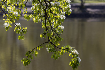 White flowers of a tree on a spring lake background.