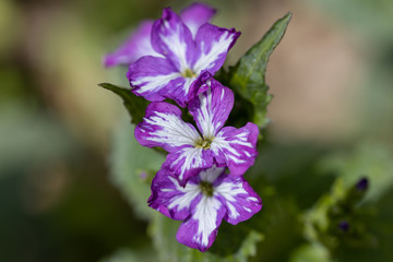 Violet spring forest flowers in the bright sun.
