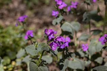 Violet spring forest flowers in the bright sun.