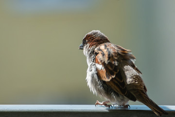 Sparrow (Passer domesticus) sitting on the balcony railing with blurry background.