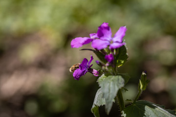 Violet spring forest flowers in the bright sun.