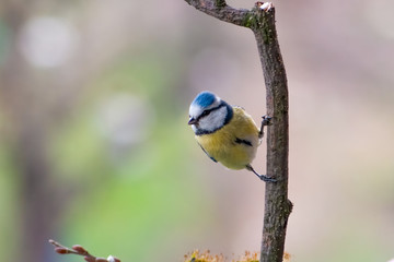 Fototapeta premium Blue tit (Cyanistes caeruleus) resting on the branch with blurry background