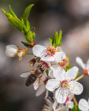 European honey bee (Apis mellifera) on hawthorn (Crataegus) flowers
