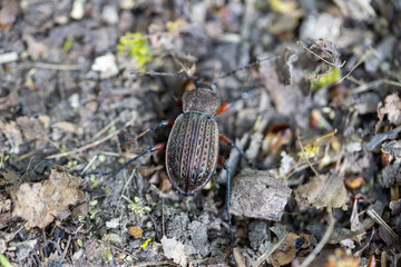 A detailed view of a beetle on leaves in a forest.