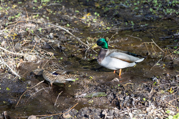 Two ducks in a stream in the forest.
