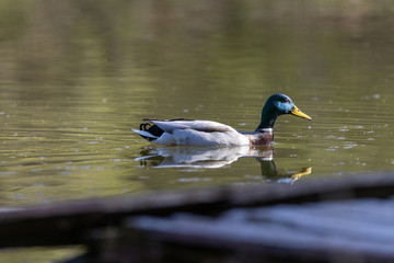 Close-up. Duck in the city lake.