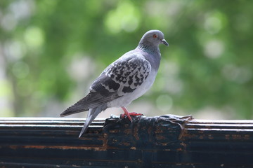 pigeon