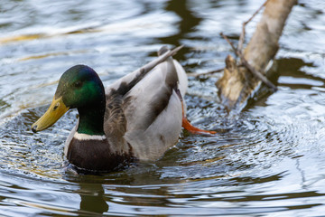 Close-up. Duck in the city lake.